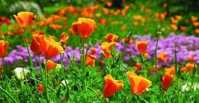 7 destinos imperdíveis que você deve visitar na primavera