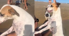 “E no final, quem me salvou foi ela”: Cadela que vivia em cativeiro conhece o mar pela primeira vez e salta de alegria, deixando sua dona emocionada