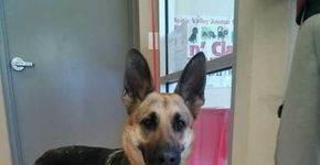 Cadela escapa de abrigo para reencontrar tutor
