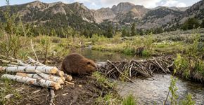 Em 2024, um castor voltou ao Strawberry Creek após 19 anos e começou a derrubar álamos ao lado de uma barragem artificial