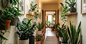 4 plantas que crescem na sombra e se adaptam bem a corredores fechados e sem ventilação