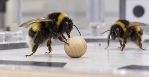 Abelhas receberam pequenas bolas de madeira sem qualquer recompensa e voltaram a empurrá-las repetidas vezes, num comportamento semelhante a uma brincadeira