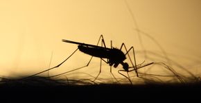 Adeus mosquitos: este é o método caseiro que não falha para eliminar os insetos