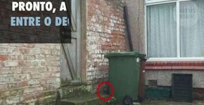 E agora? Você consegue encontrar o gato?