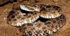 Serpentes na Caatinga: guia contribui para a proteção da espécie