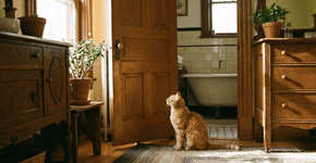 O que significa quando seu gato te segue até o banheiro? e qual o verdadeiro mistério por trás desse comportamento estranho