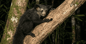 A criatura de Madagascar que tem um sonar natural e um dedo enorme pra alcança pragas e larvas