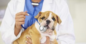 7 clínicas veterinárias que oferecem consultas a preços baixos em São Paulo