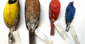 Tamanho de aves pode estar diminuindo por conta do aquecimento global