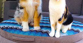 A convivência nos deixa parecidos? Estes animais mostram que sim
