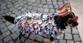 Bloco Alegria pra Cachorro desfila no Leblon