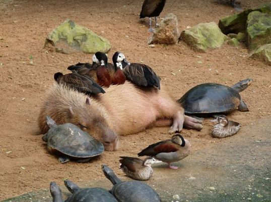 Por que os animais gostam tanto das capivaras?