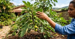 Agrônomos explicam o detalhe que pode favorecer a formação dos frutos da figueira