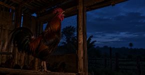 O galo canta antes do amanhecer mesmo quando ninguém acende a luz e existe um relógio dentro do corpo por trás disso