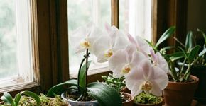 Adeus flores caindo antes da hora na orquídea: este truque simples com água de coco fortalece as raízes e prolonga a floração por semanas
