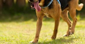 ONG convida voluntários para passear com cães abandonados