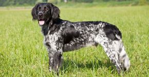 Grande munsterlander: conheça as características do cachorro dessa raça