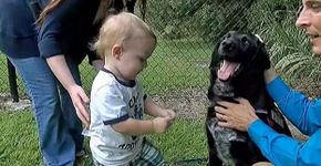Cão ajuda família a descobrir que bebê sofria maus-tratos da babá