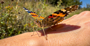 O que a borboleta tenta te dizer quando pousa bem na sua mão