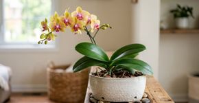 Para a orquídea durar anos: o truque não é o adubo, mas nunca molhar o miolo das folhas