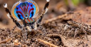 Aranhas pavão levantam pernas, exibem cores e vibram o abdômen numa dança complexa, mas a fêmea interrompe a aproximação quando os sinais não convencem, pois cor, vibração e tempo precisam funcionar juntos