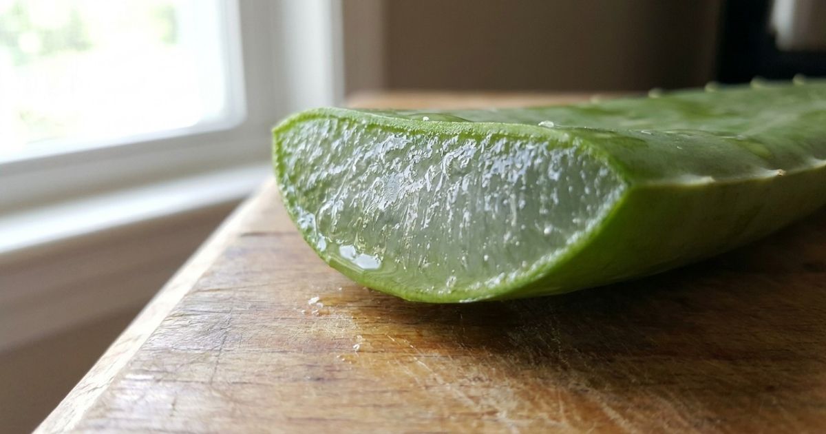 Como preparar um gel facial com babosa para revitalizar a pele e manter a aparência exuberante