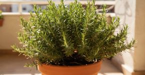 8 dicas incríveis para cultivar alecrim em casa