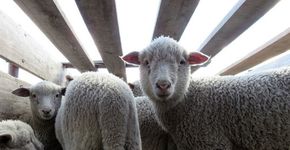 Patagonia investiga crueldade de fornecedores de lã