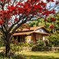 Da redação: A árvore dos quintais nordestinos que está virando febre nos jardins urbanos, resistente e surpreendentemente ornamental