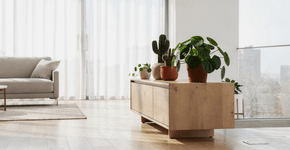 As plantas perfeitas para ter na sala que não sujam o piso com folhas caídas e todo morador de apartamento ama