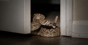 Especialistas orientam que as pessoas fechem portas e janelas com força porque cada vez mais serpentes estão entrando escondidas nas casas