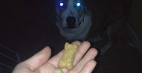 Confira dez coisas que cães conseguem enxergar e os humanos não