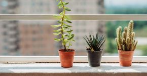 Foto: (iStock/Marcus Chung)