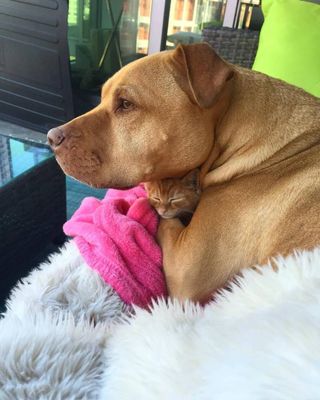 Pit bull que ama gatinhos acaba com qualquer preconceito contra a raça