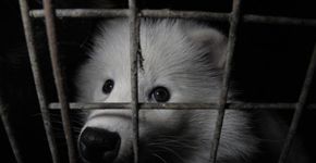 Conheça seis fatos chocantes sobre a indústria de pele animal