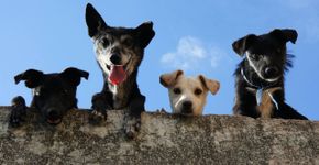 Essas são as raças de cachorro que dominam o Brasil