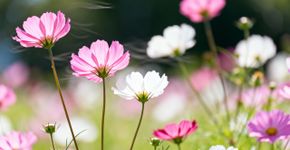 Adeus ao pátio sem graça: as 3 plantas para plantar em dezembro e ter flores no verão