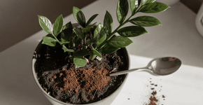 A zamioculca cresce mais brilhante e resistente se receber esse ingrediente caseiro uma vez por mês