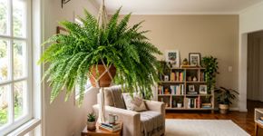 Essa planta de vaso funciona como um umidificador natural e pode melhorar a qualidade do ar seco do apartamento