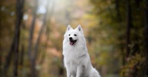 Cães do tipo spitz: 7 raças encantadoras para conhecer 