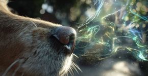 5 segredos do nariz dos cães que você não sabia