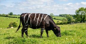 Cientistas pintaram vacas pretas com faixas brancas para descobrir se as listras das zebras afastam moscas, e os animais pintados atraíram 50% menos insetos, reforçando a ideia de que as zebras desenvolveram essa coloração não para camuflagem ou proteção contra o calor, mas como um repelente natural de moscas