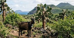 Em Galápagos, as cabras foram usadas como rastreadoras para eliminar mais de 140.000 espécies invasoras. Anos depois, a vegetação e as aves começaram a se recuperar em três ilhas devastadas