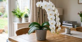 Coloque um cubo de gelo na sua orquídea e tenha um resultado digno de floricultura