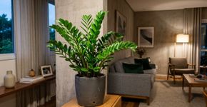 As 5 plantas mais fáceis de cultivar em ambientes internos
