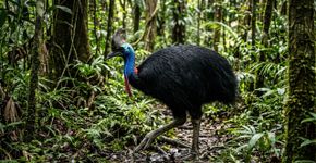 A ave considerada uma das mais perigosas do mundo que parece um dinossauro, corre a 50km/h e possui uma garra gigantesca