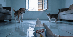 Seu pet pode estar em risco por causa da limpeza e pouca gente percebe