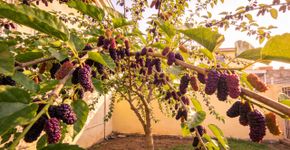 A amoreira que cresce fácil e dá frutos doces até em quintais pequenos