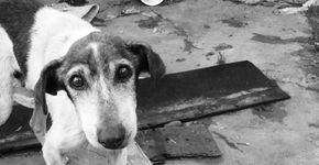 Campanha incentiva população a dar água e alimento a animais de rua