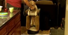Dono acha solução para alimentar cão com doença congênita